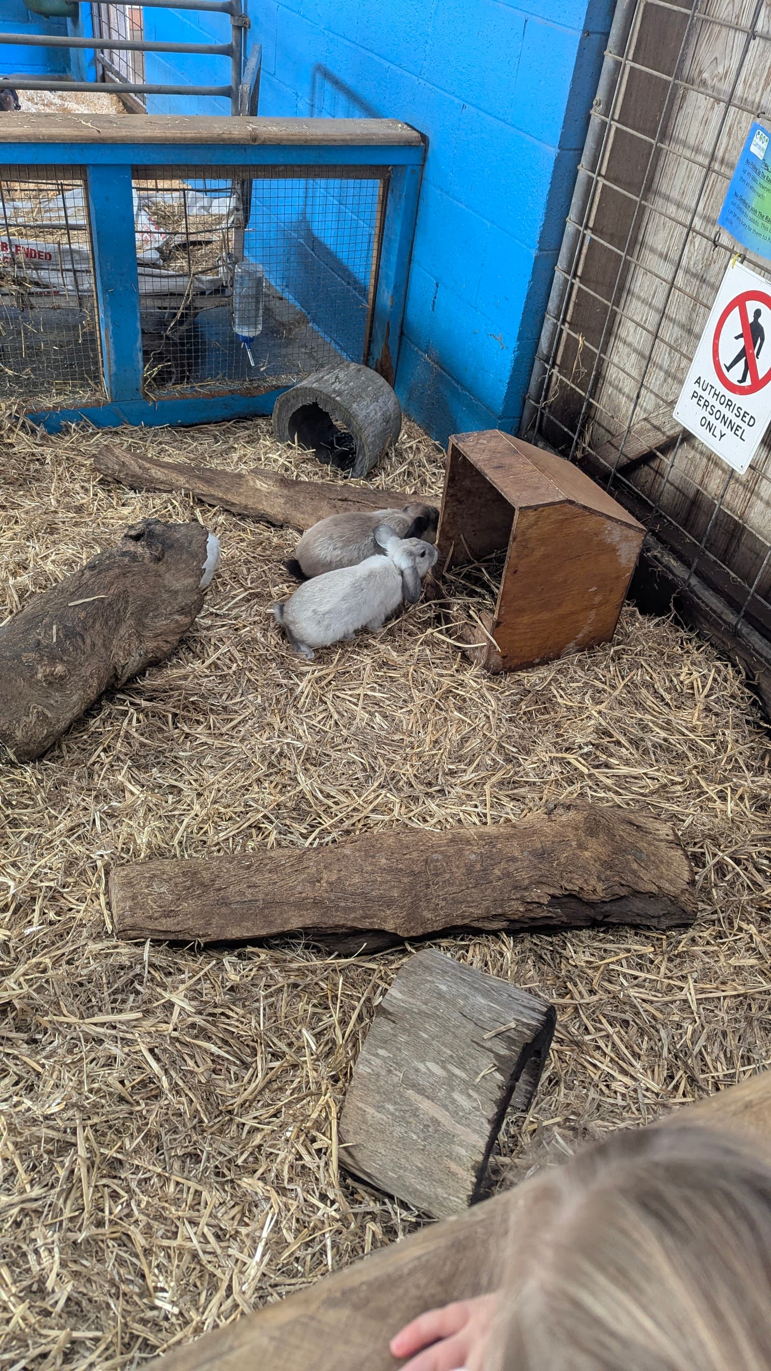 Three small rabbits resting on straw in an enclosure.