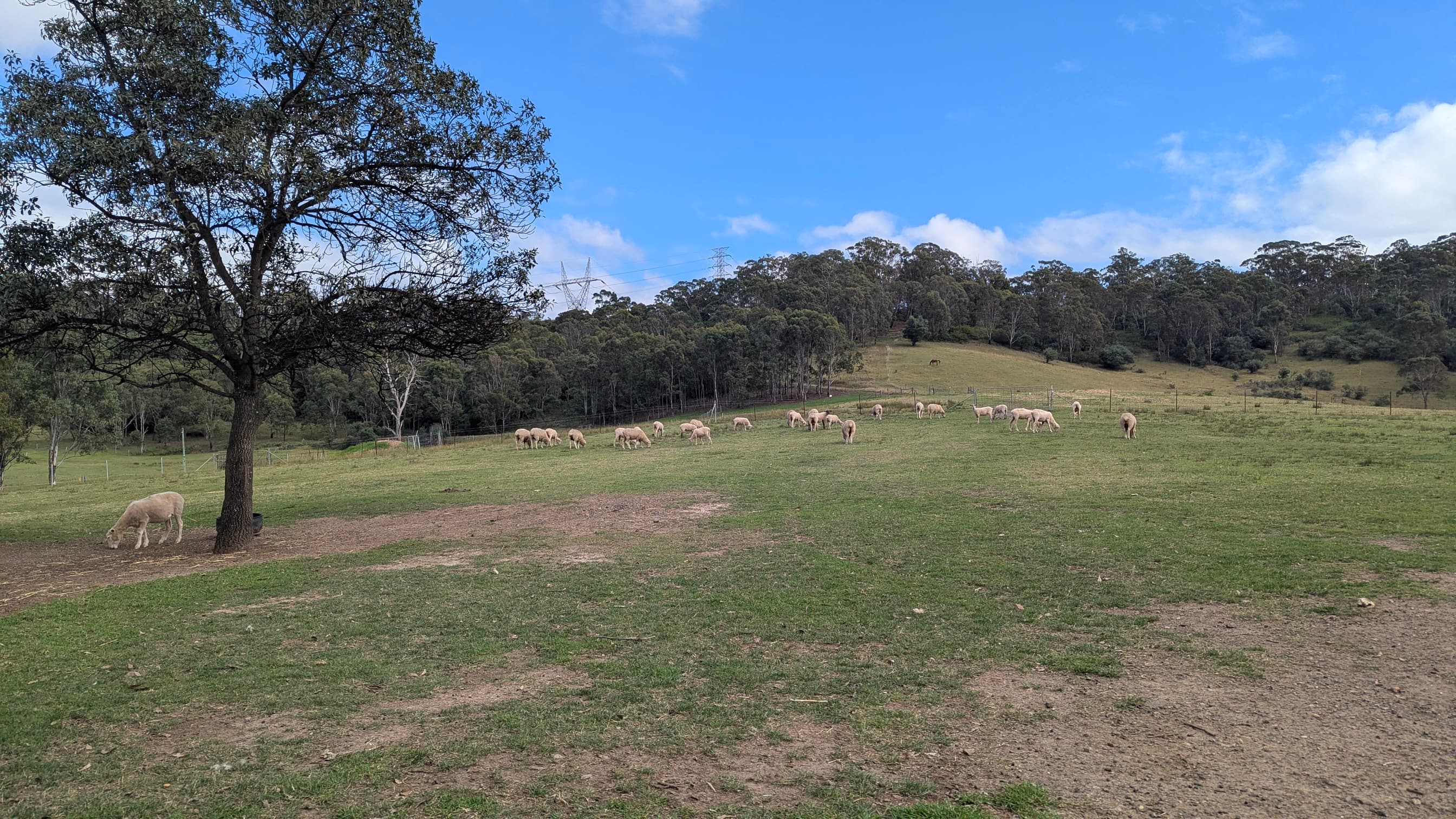 Flock of sheep grazing on a grassy hillside under a blue sky.
