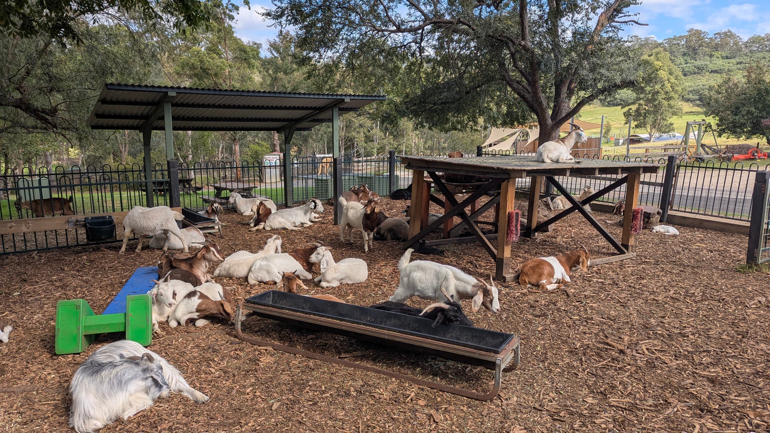 Many goats relaxing and standing in an outdoor enclosure with a shelter.