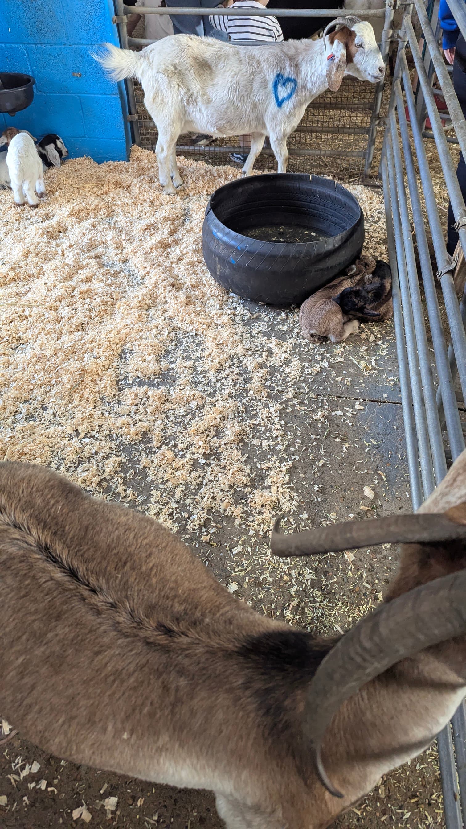 Goats inside a pen with straw, one goat has a blue heart painted on its side.