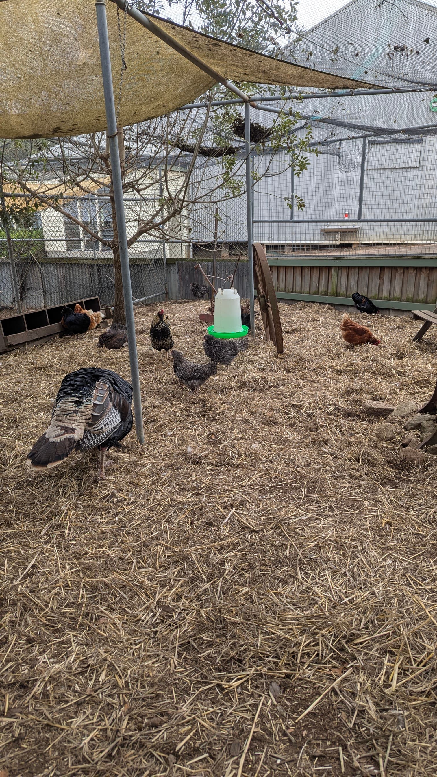 Various chickens and a turkey in a large outdoor pen with straw.