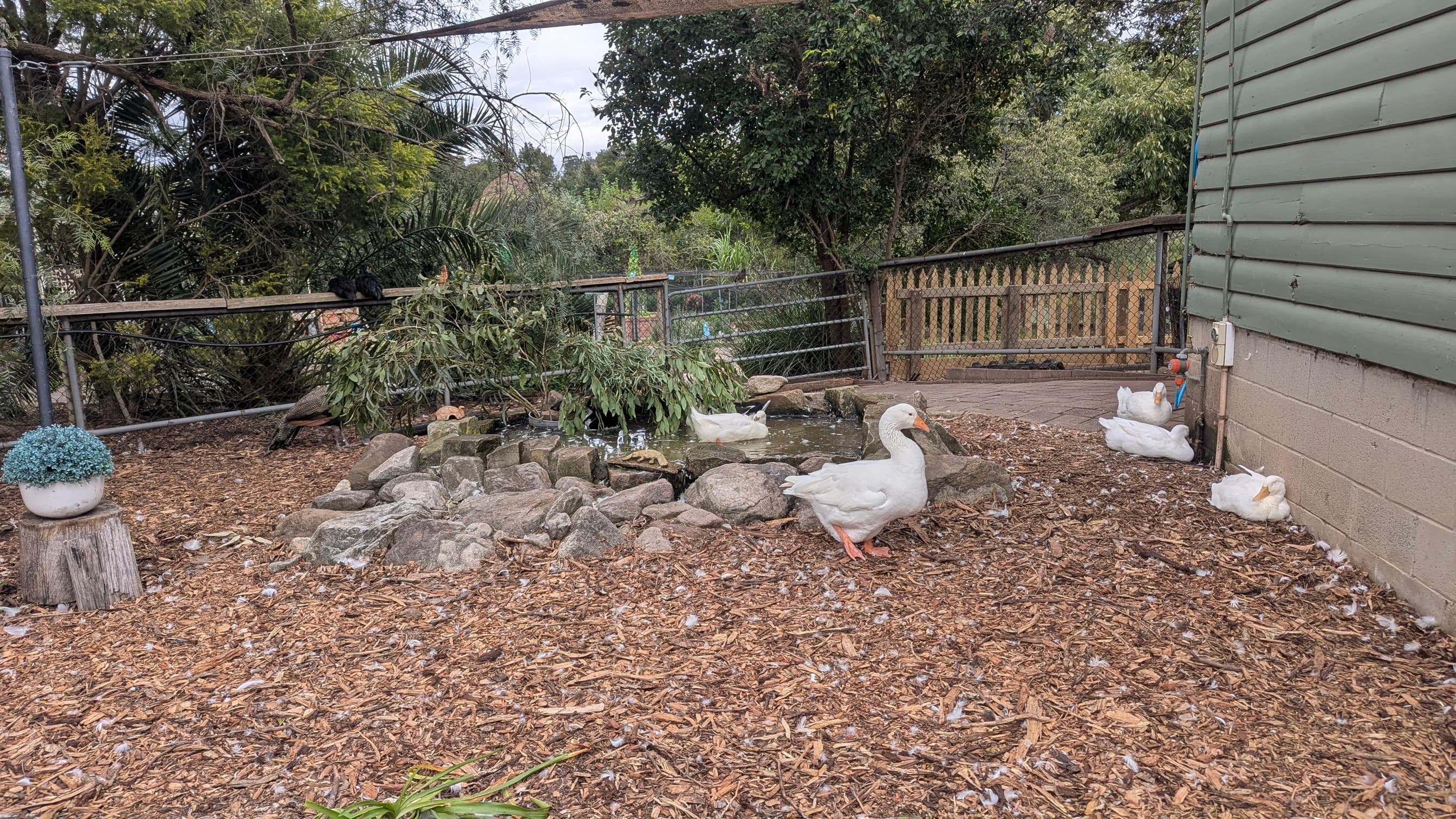 White geese and ducks near a small pond with trees in the background.
