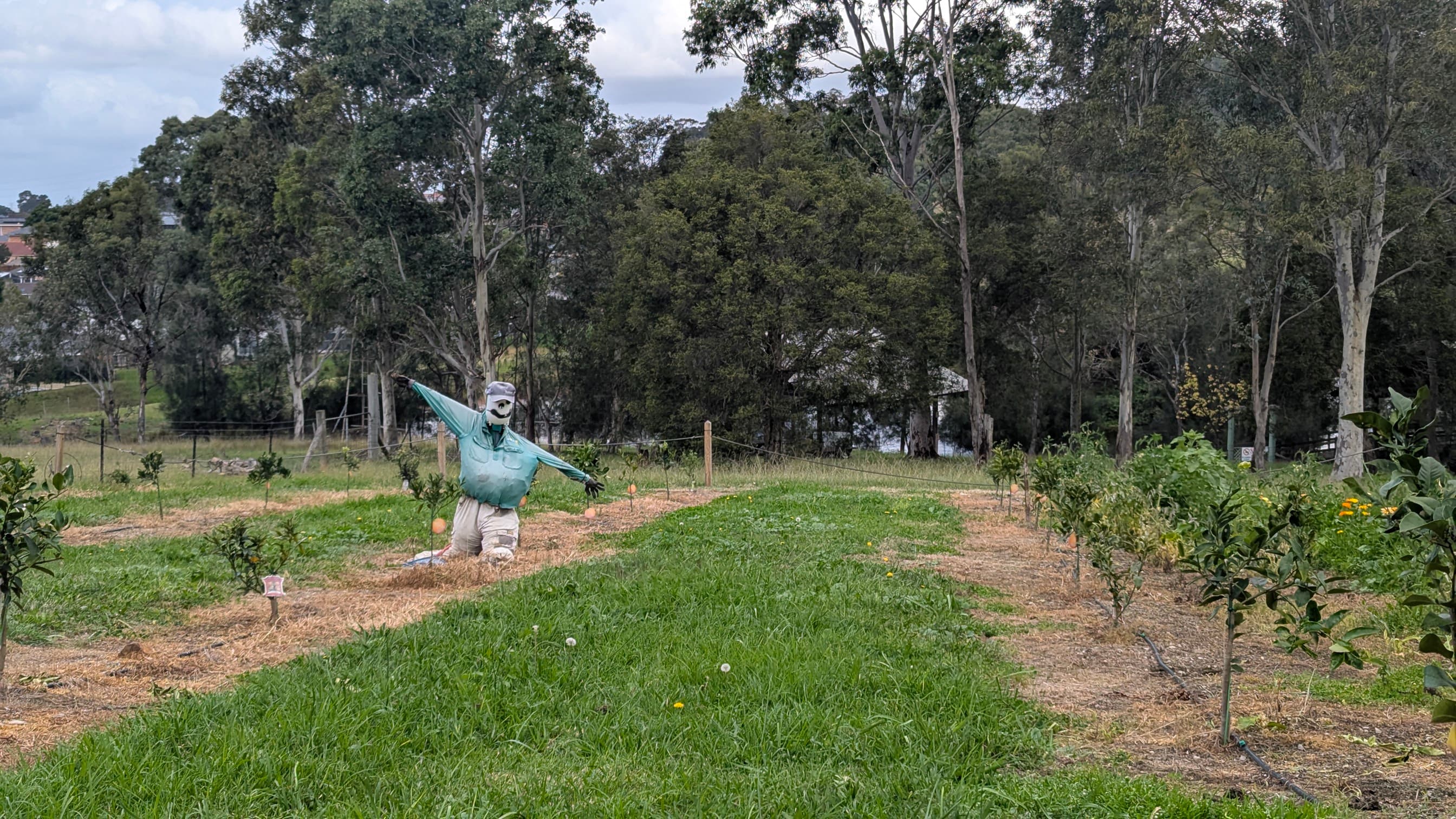 Scarecrow standing in a garden plot with rows of green plants and small trees.
