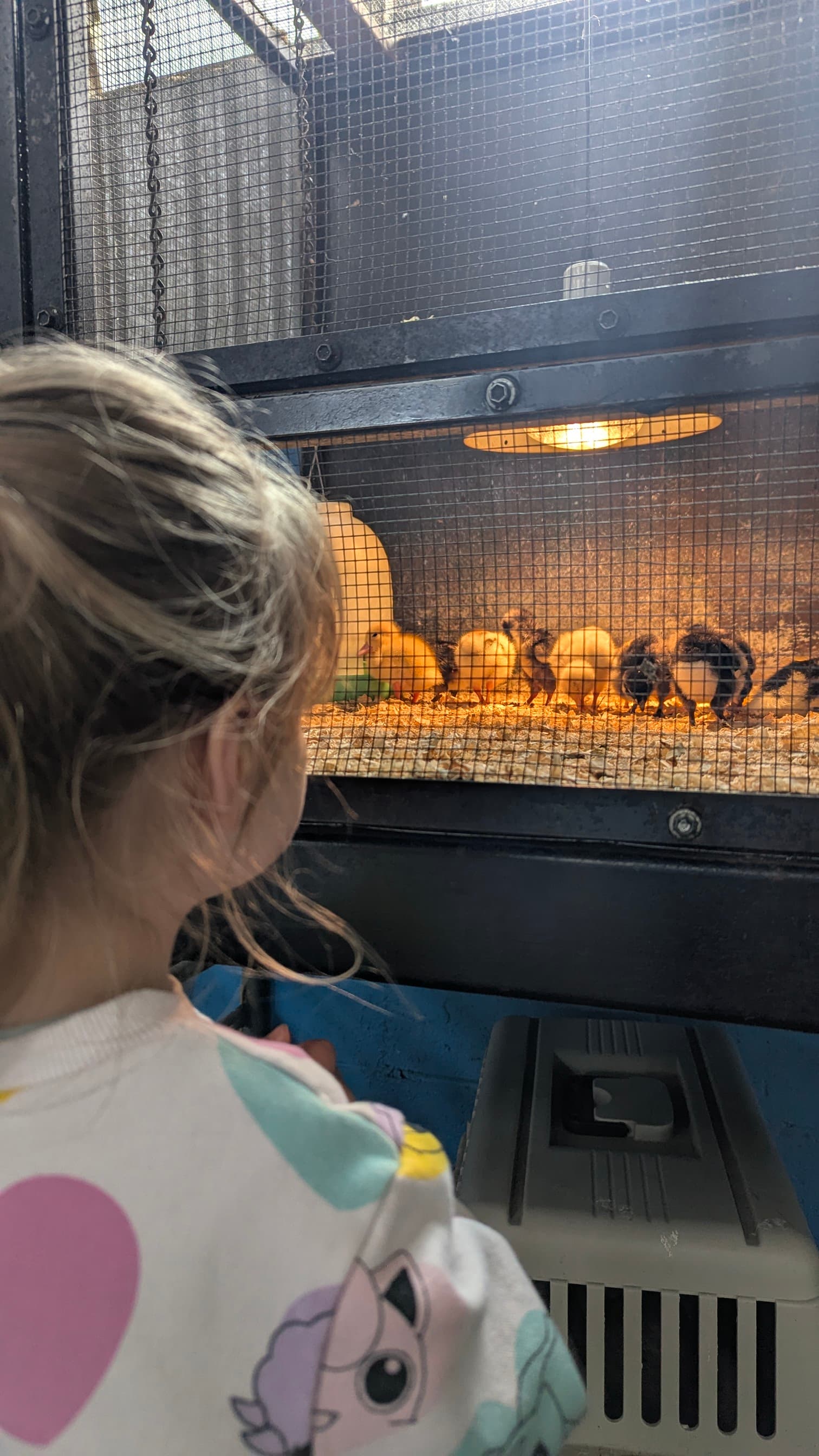 Young child looking at several chicks under a heat lamp in a cage.