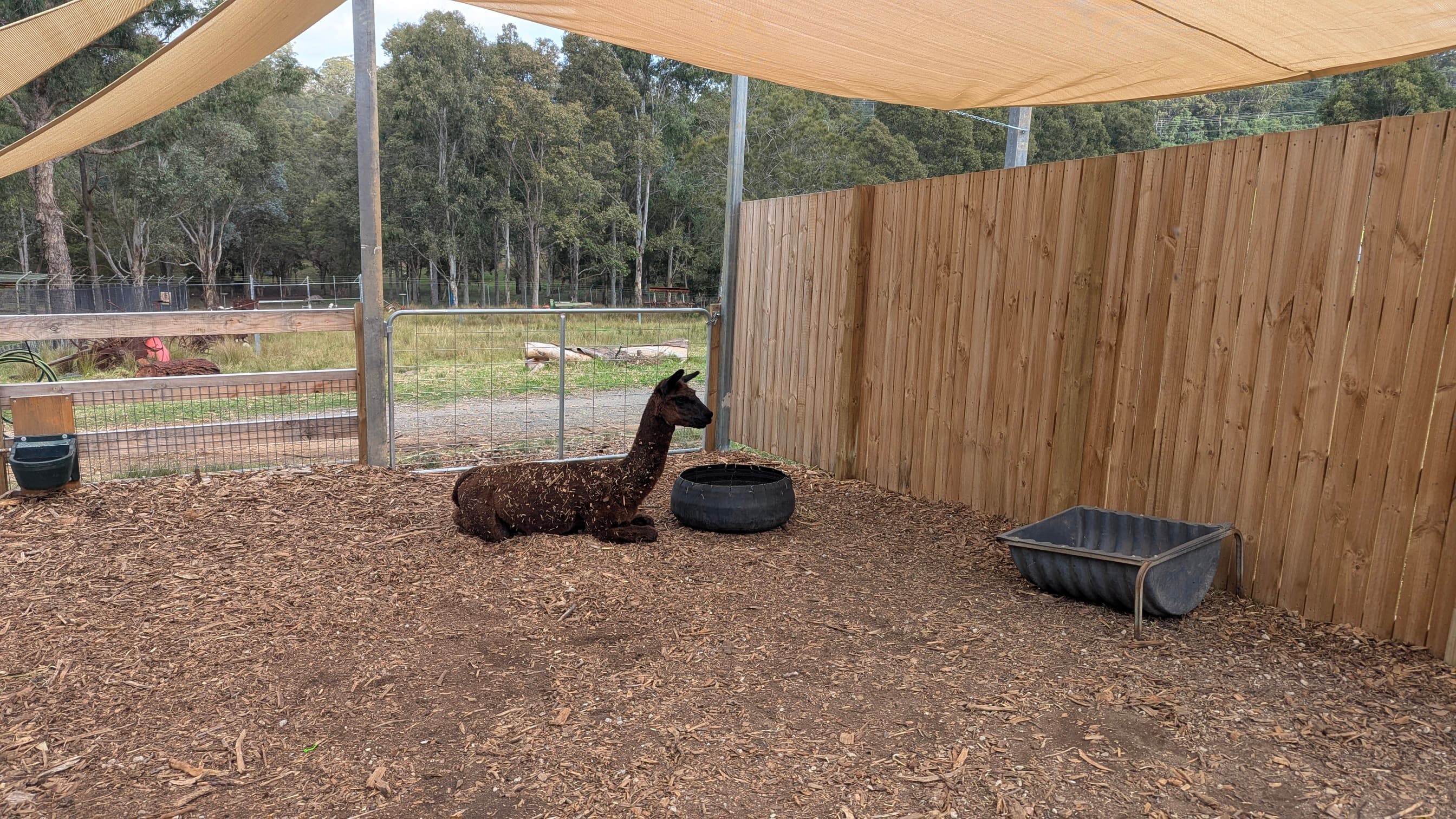 A dark brown llama lying down in a shaded enclosure with wood chip ground.