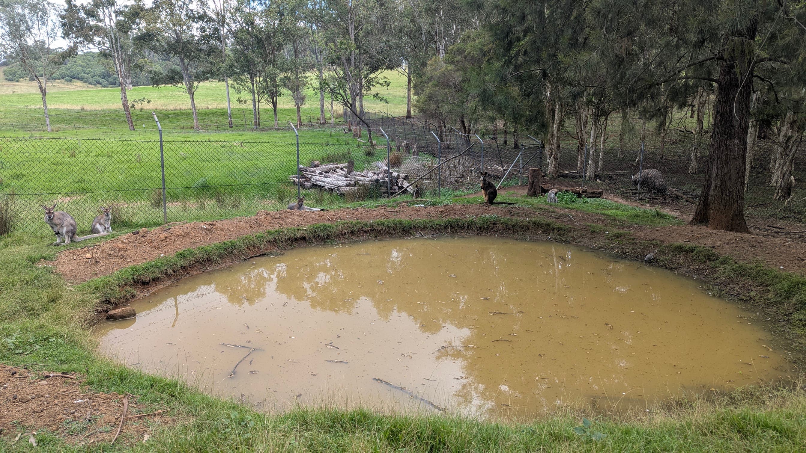 Wallabies near a muddy pond with a fenced green field and trees.
