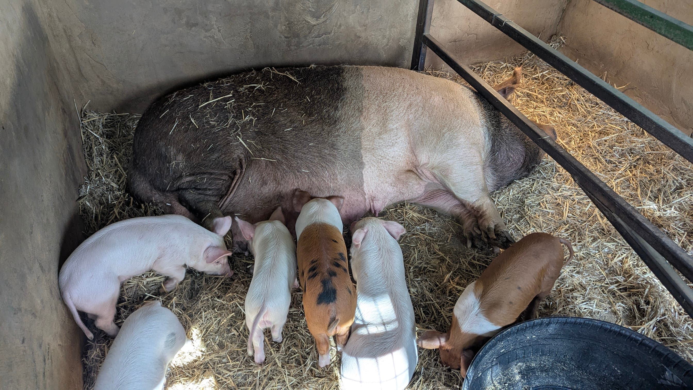 Large pig lying on straw, nursing several piglets.