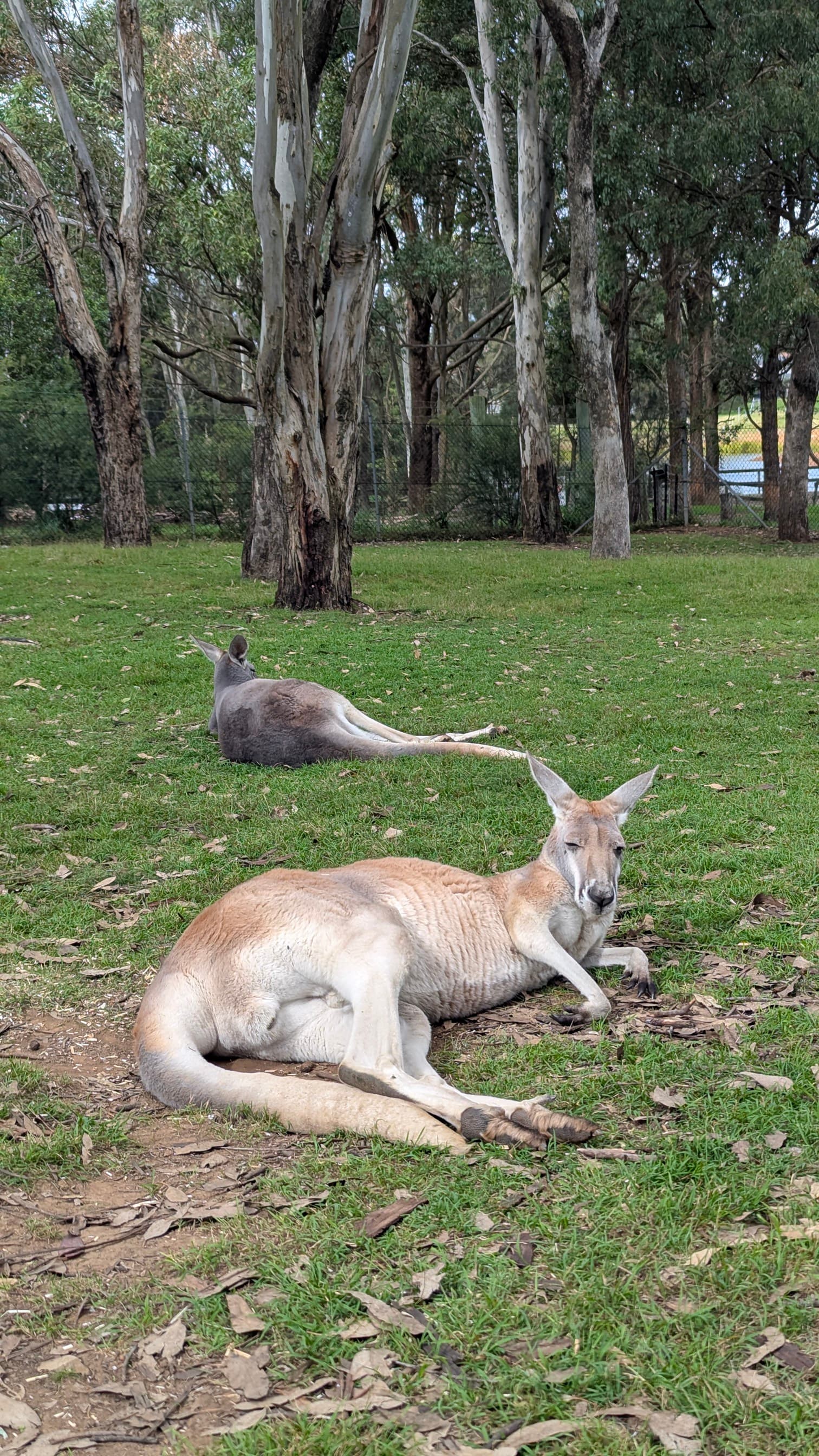 Two kangaroos resting on green grass under tall eucalyptus trees.