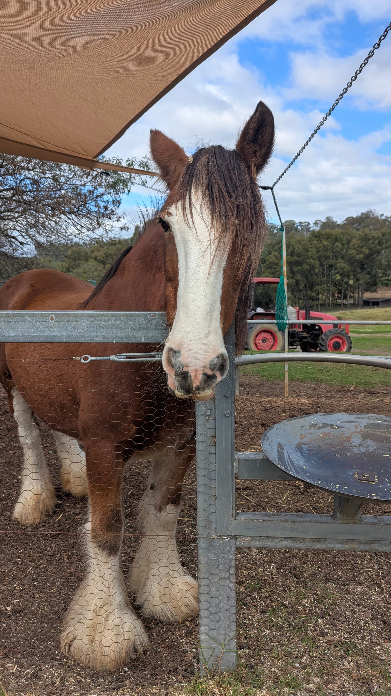 Brown and white horse with feathered feet looking directly at the camera.