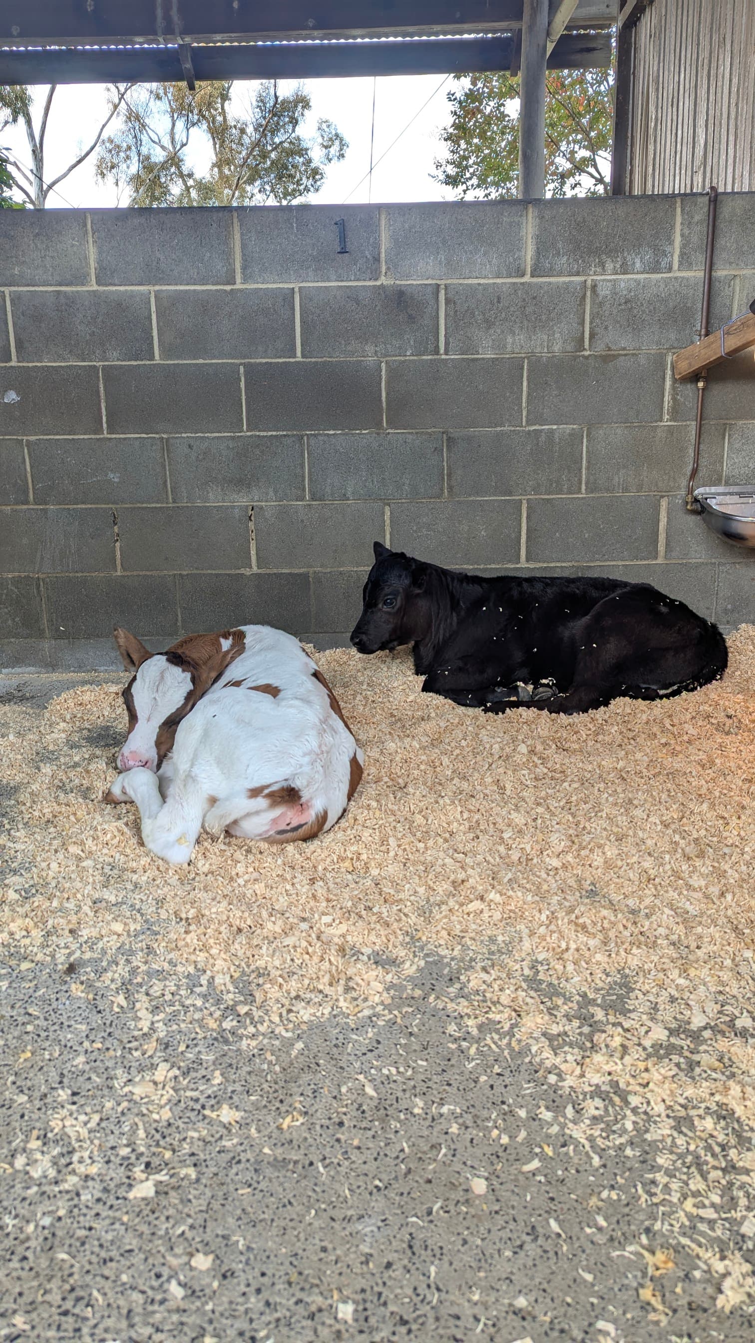 Two calves, one brown and white, one black, lying on wood shavings.