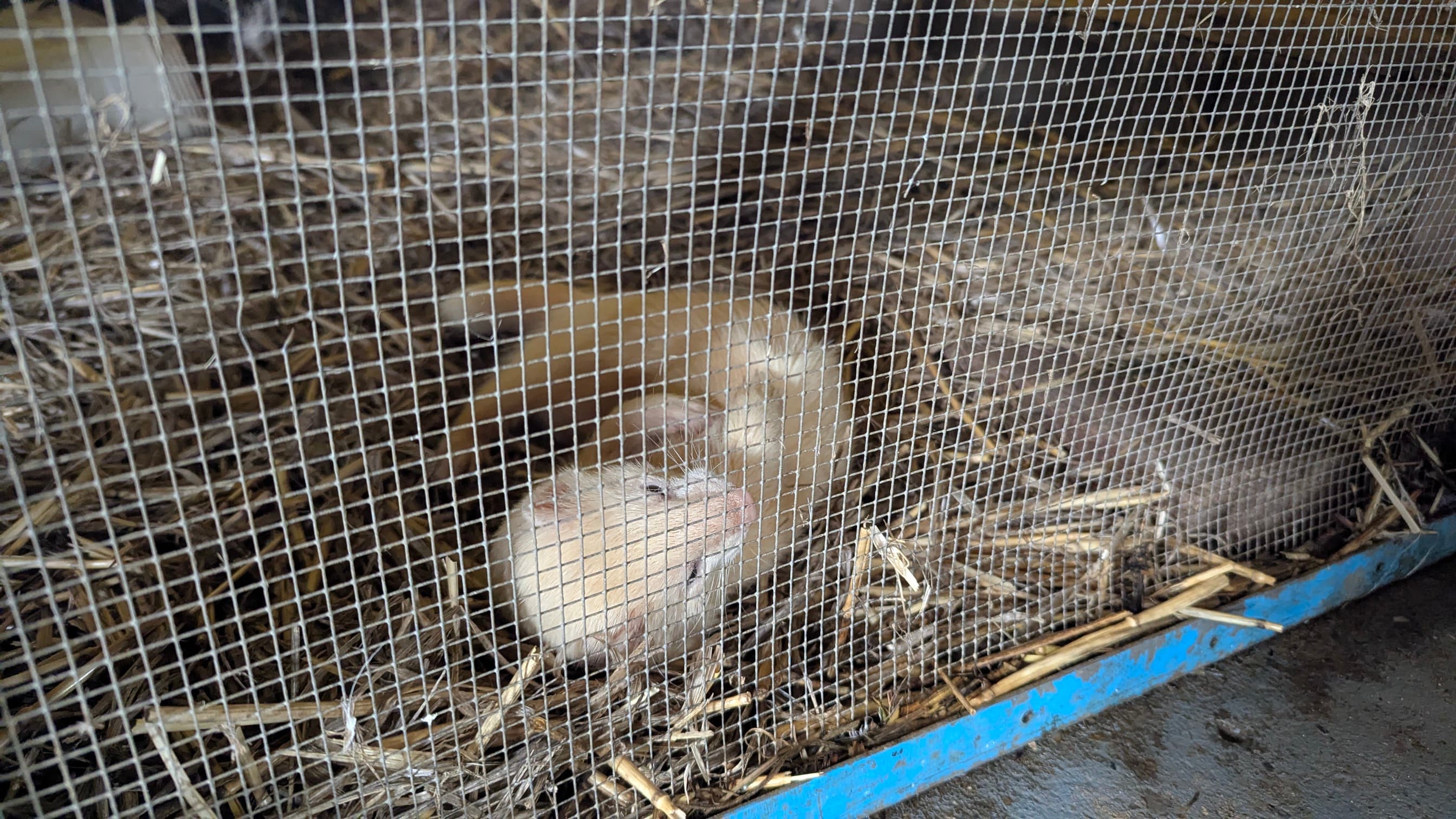 Light brown ferret in a cage with straw bedding.