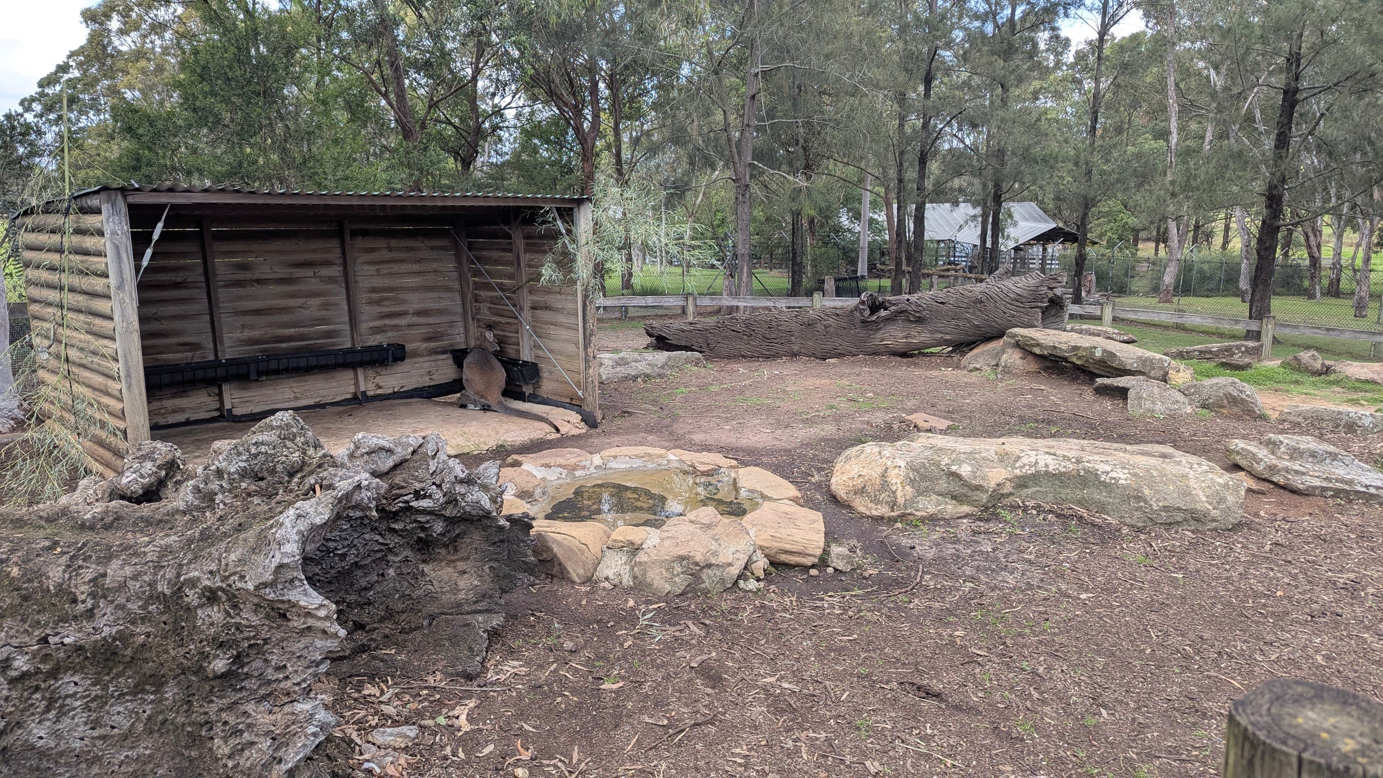 An outdoor enclosure with logs, rocks, and a wooden shelter for native animals.