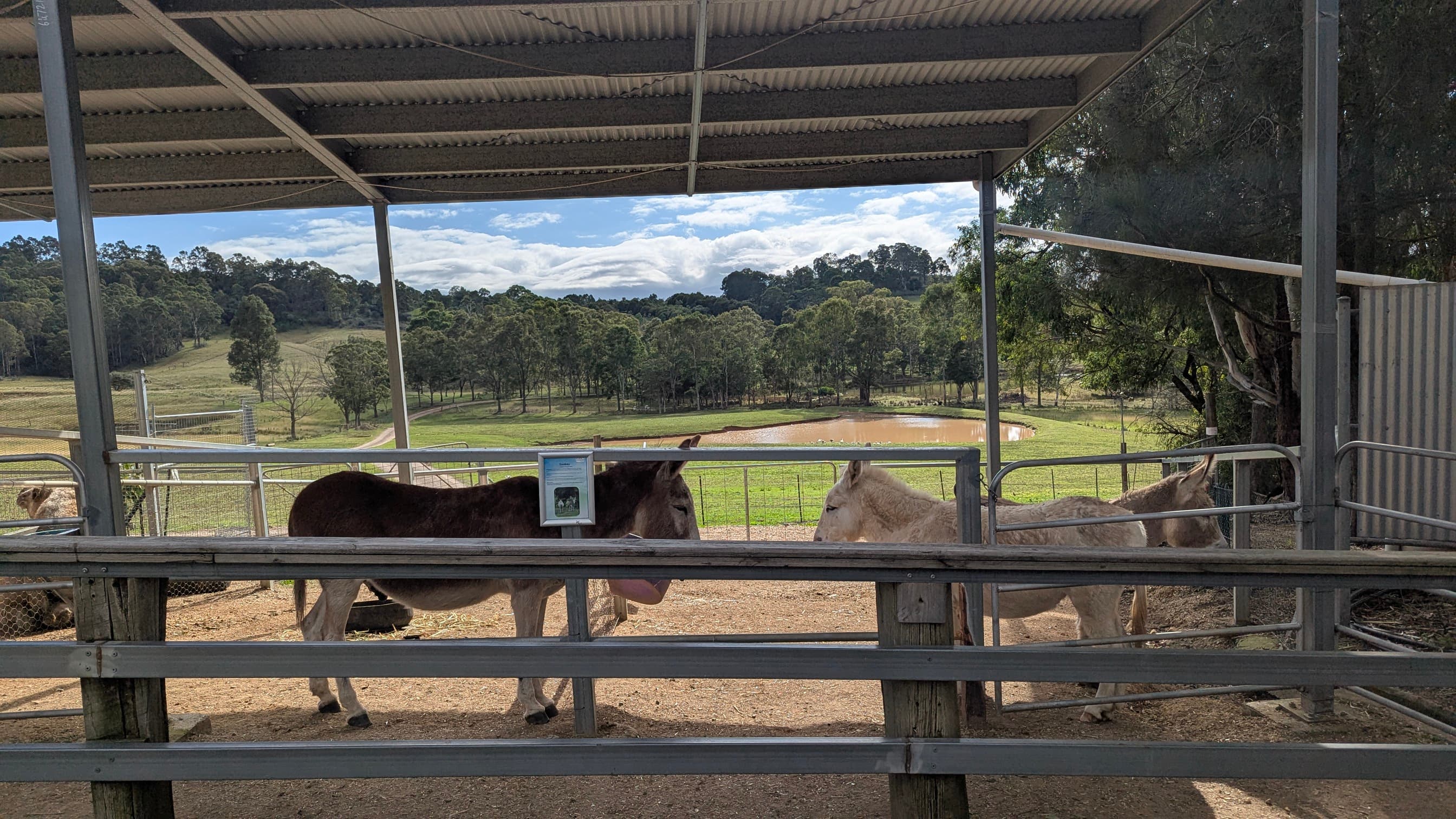 Two donkeys standing in a fenced enclosure with a pond and hills behind.