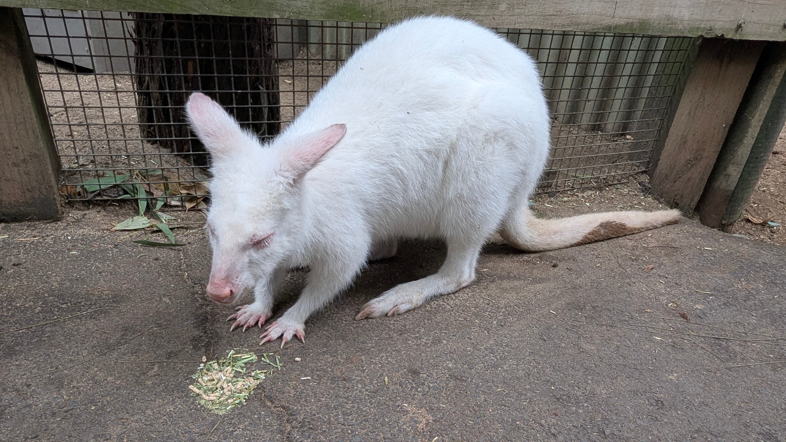 A white albino kangaroo eating from the ground in an enclosure.