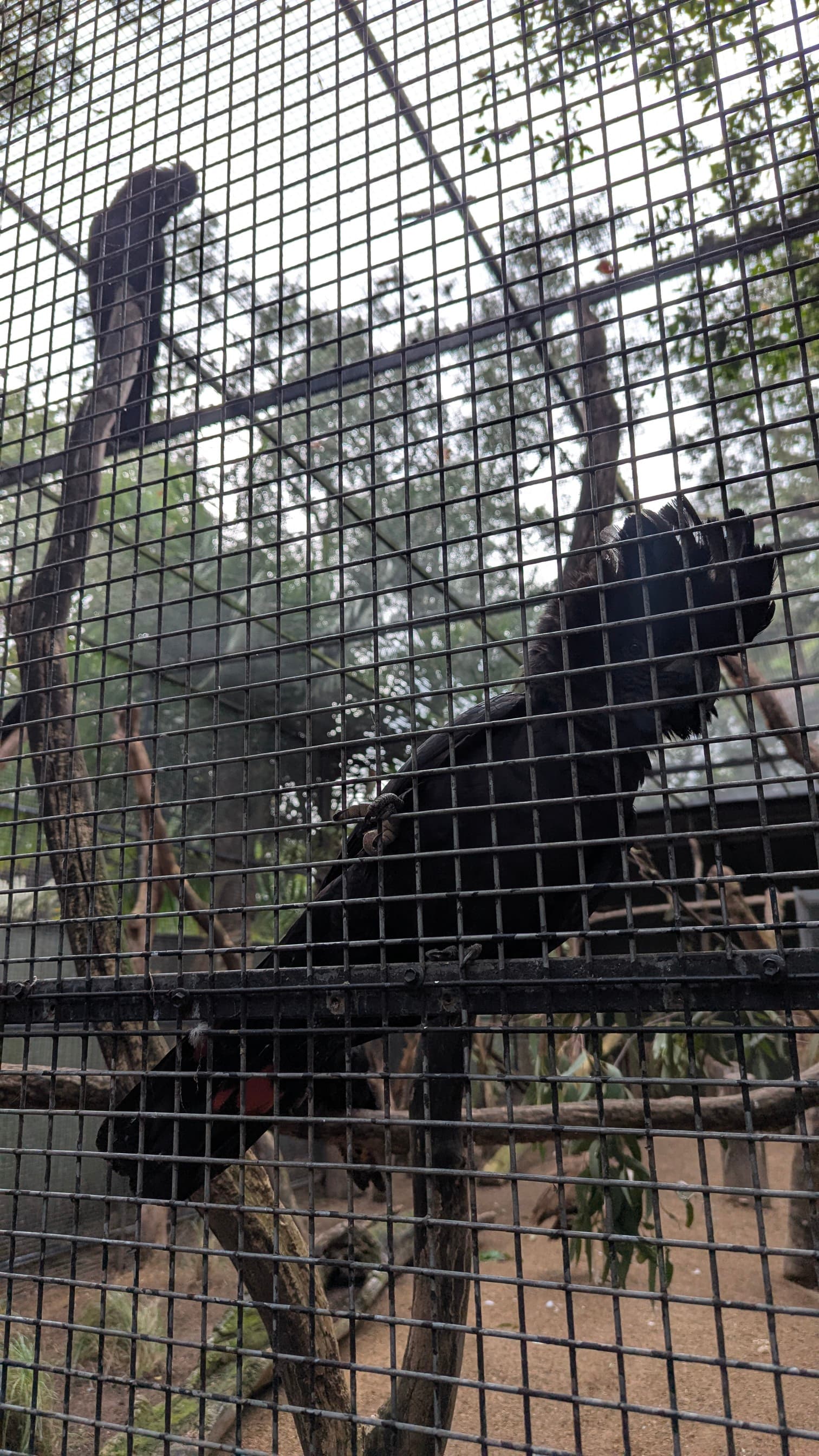 Two black cockatoos in an aviary, perched on branches, viewed through the wire mesh.