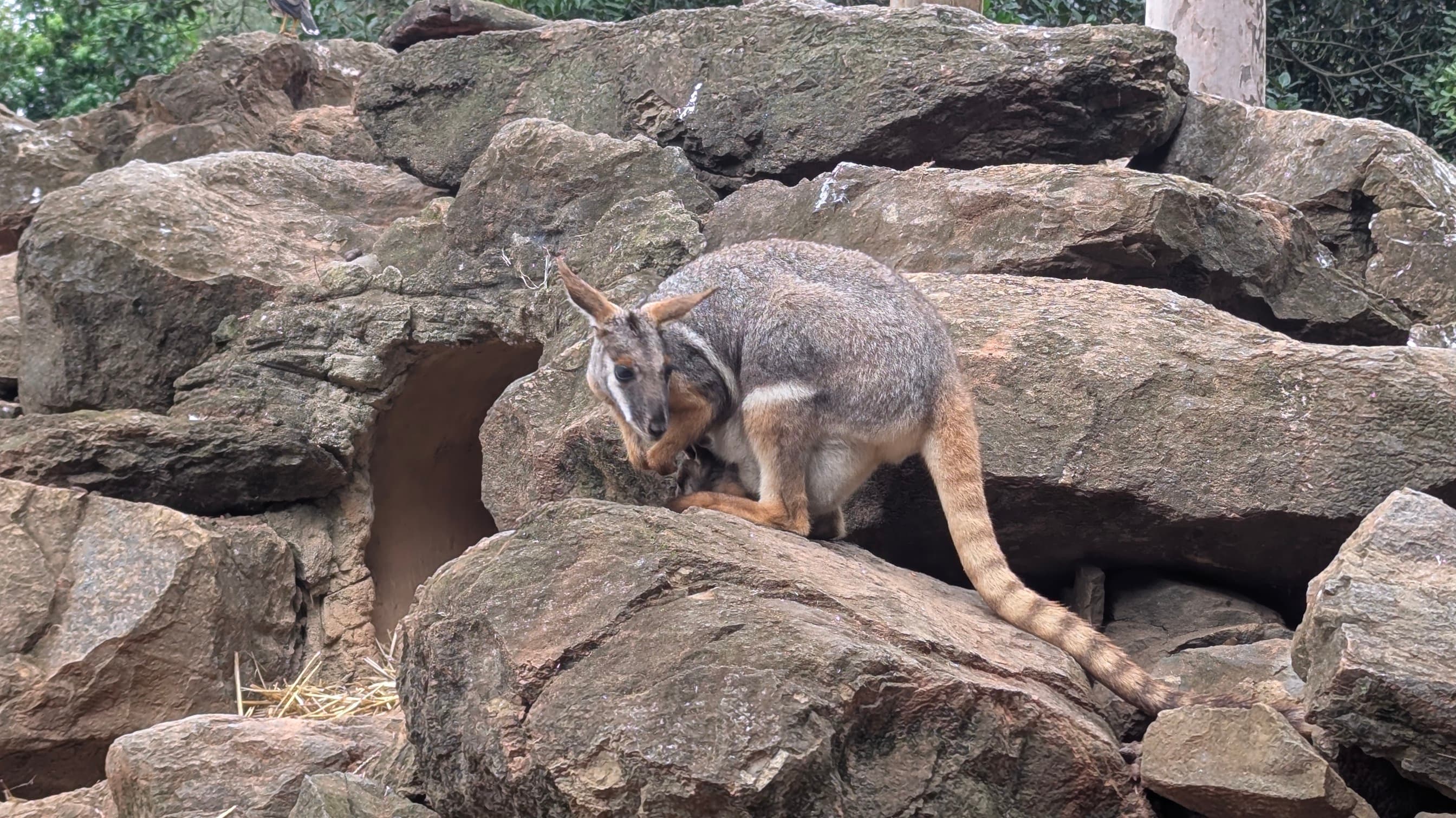 A brown and grey wallaby perched on a large rock, looking down.