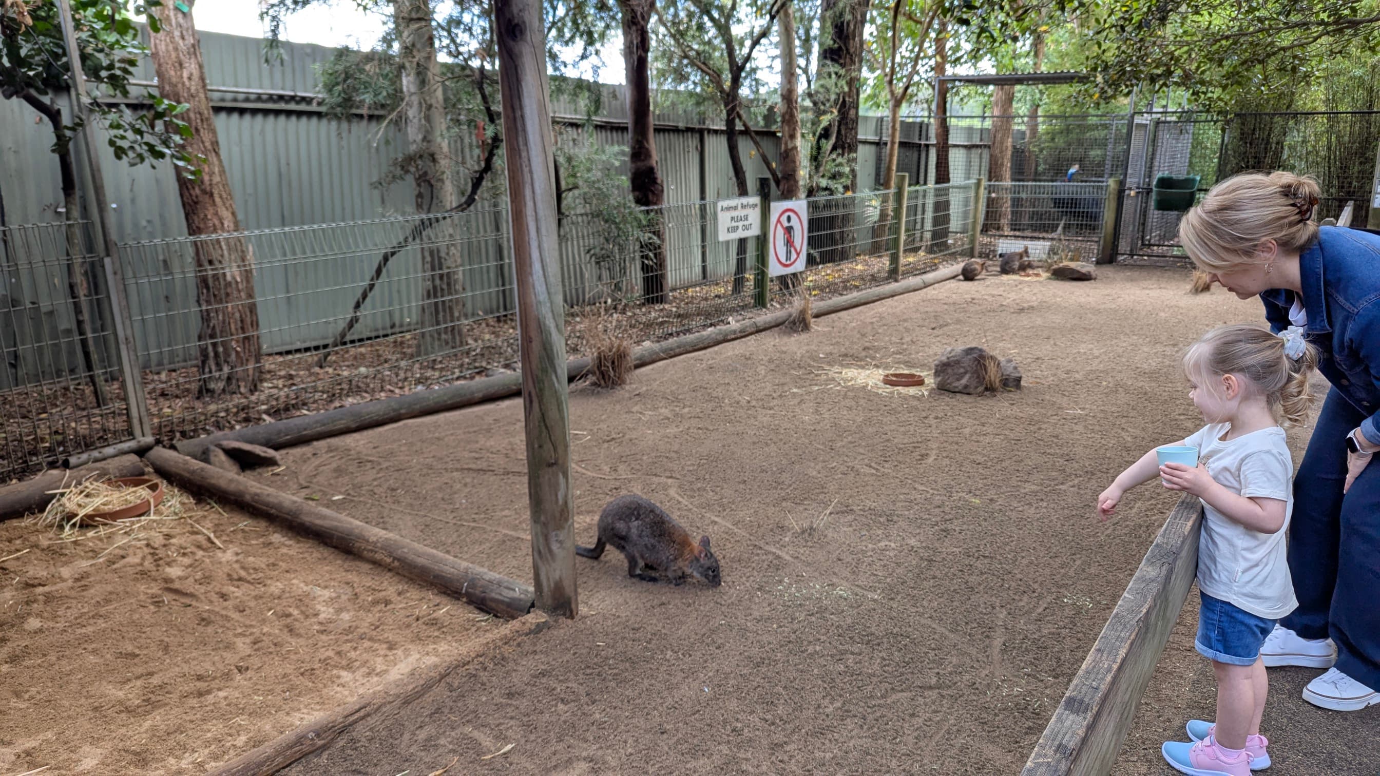 A young child and an adult woman looking at a small wallaby in an outdoor enclosure.