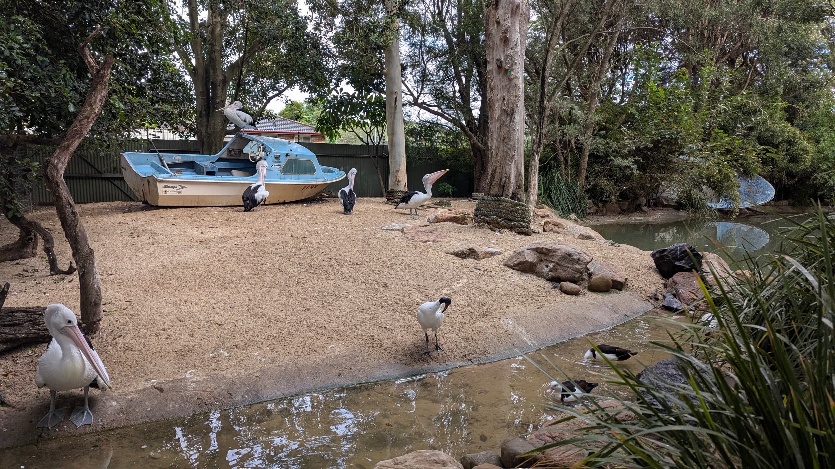 Pelicans and an Ibis in a large enclosure with water, sand, and trees, with an old blue boat in the background.