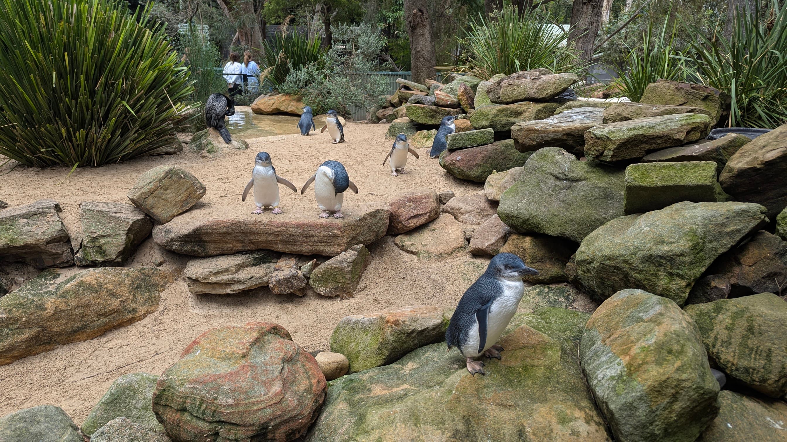 Several small penguins among rocks and sandy ground in their enclosure.