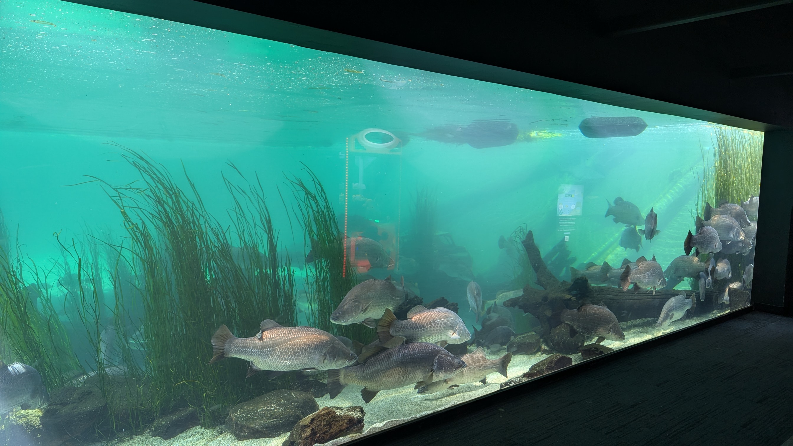 Very large fish with a wide variety of fish and sharks.