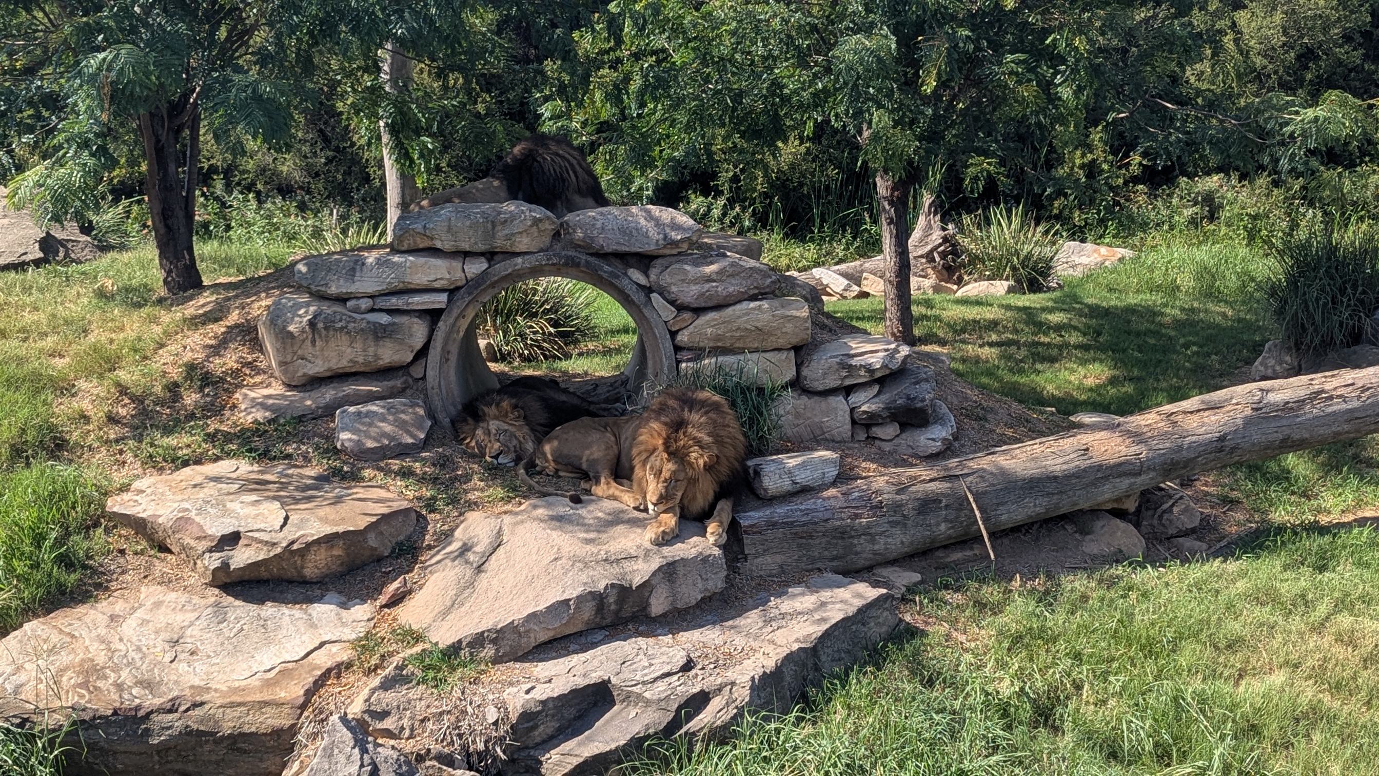 Three male lions sleeping - one on top of a stone bridge that is on top of a tunnel, one within the tunnel and one just outside of the tunnel.