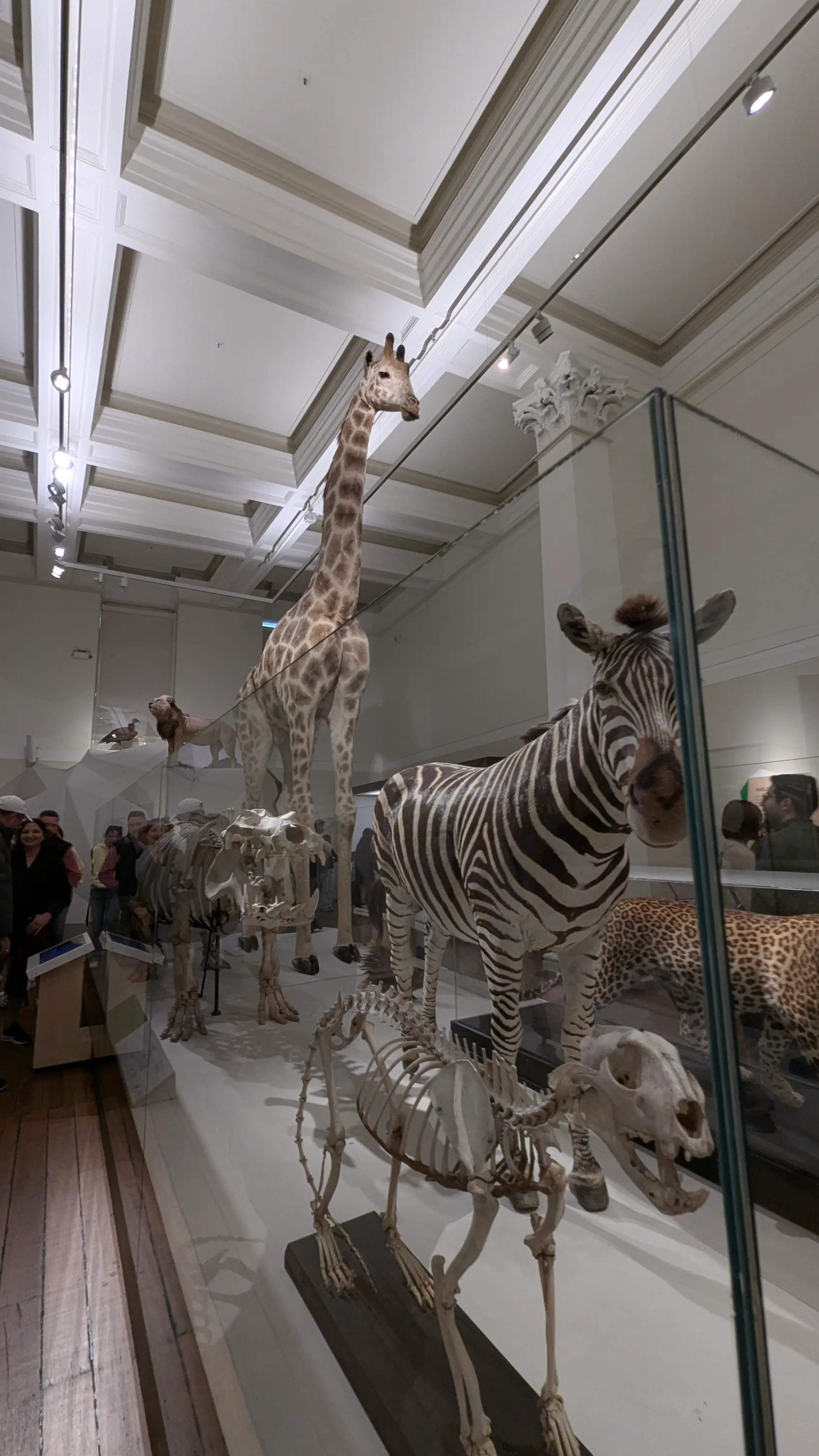 Taxidermy giraffe, zebra, and leopard alongside animal skeletons in a glass-enclosed museum display.