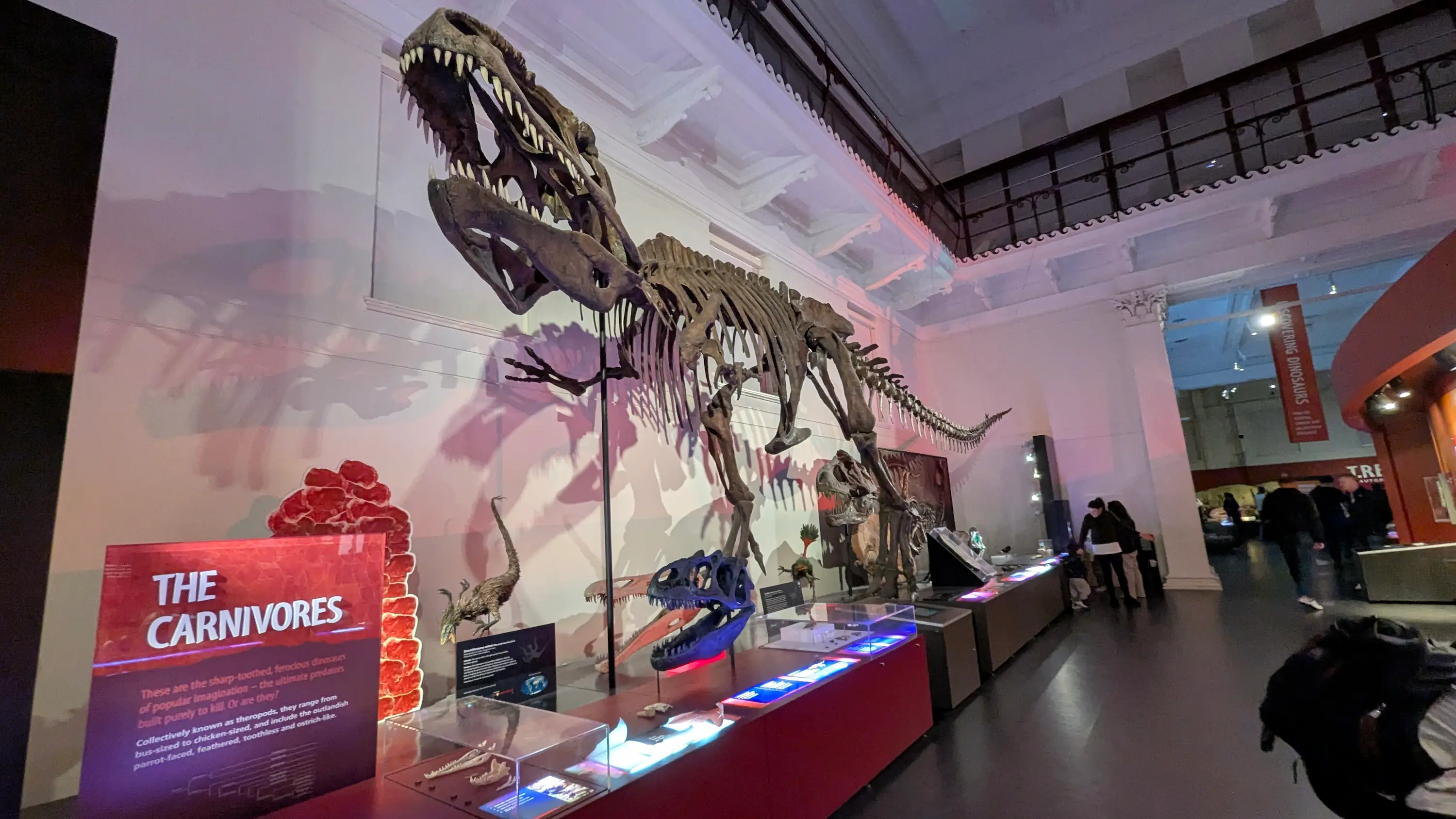 Large T-Rex skeleton on display in the "Carnivores" exhibit with informative red signage at child-eye level.