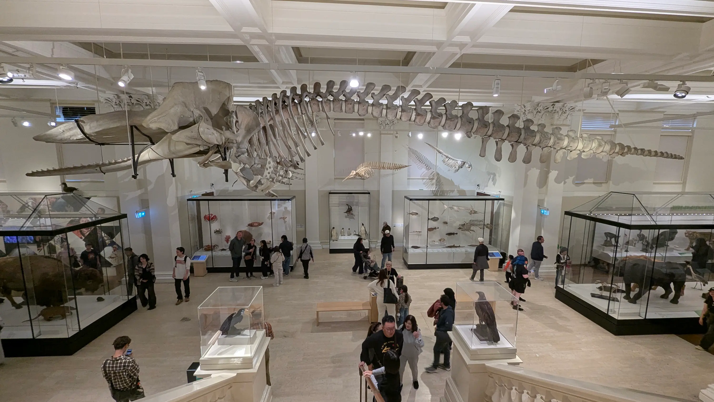 Museum hall featuring a massive whale skeleton suspended from the ceiling above various animal display cases.