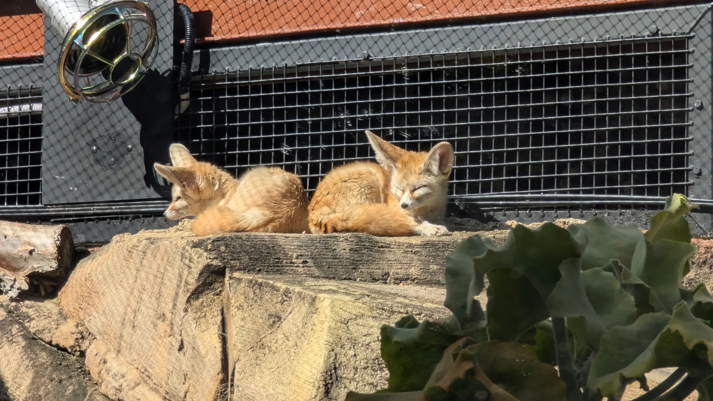Two fennec foxes with large ears curled up asleep on a sunny rock ledge near a heating lamp.