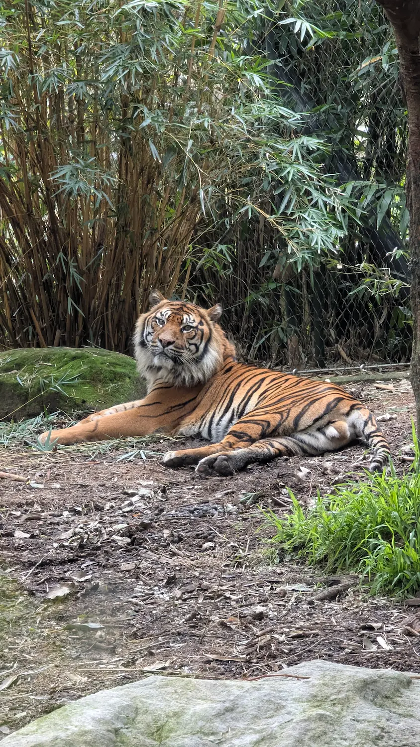 A Sumatran tiger rests comfortably on the ground in a lush enclosure featuring dense bamboo and natural dirt flooring.