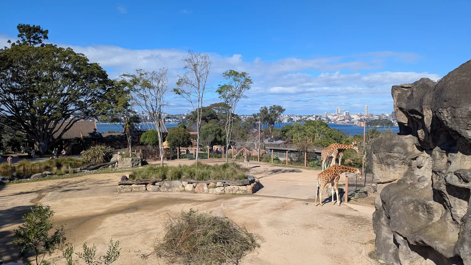 Giraffes in a large enclosure with a stunning backdrop of the Sydney Harbour and city skyline.