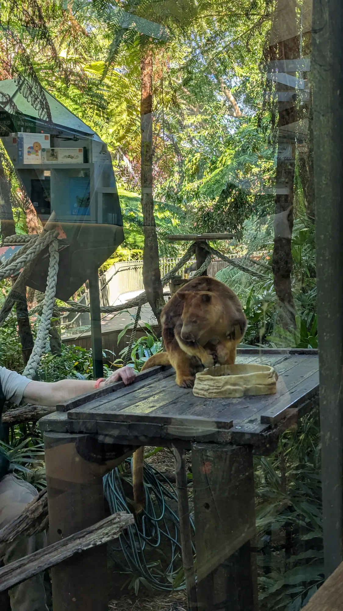 A Goodfellow's tree kangaroo eats from a bowl on a wooden platform within a sun-drenched, heavily forested enclosure.