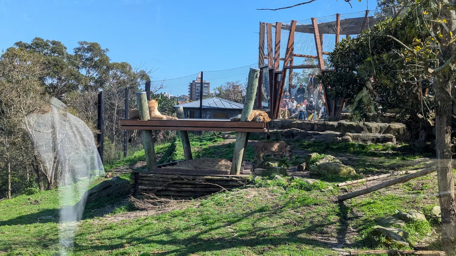 Two lions resting on a high wooden platform overlooking a grassy hillside with a distant spectator area.