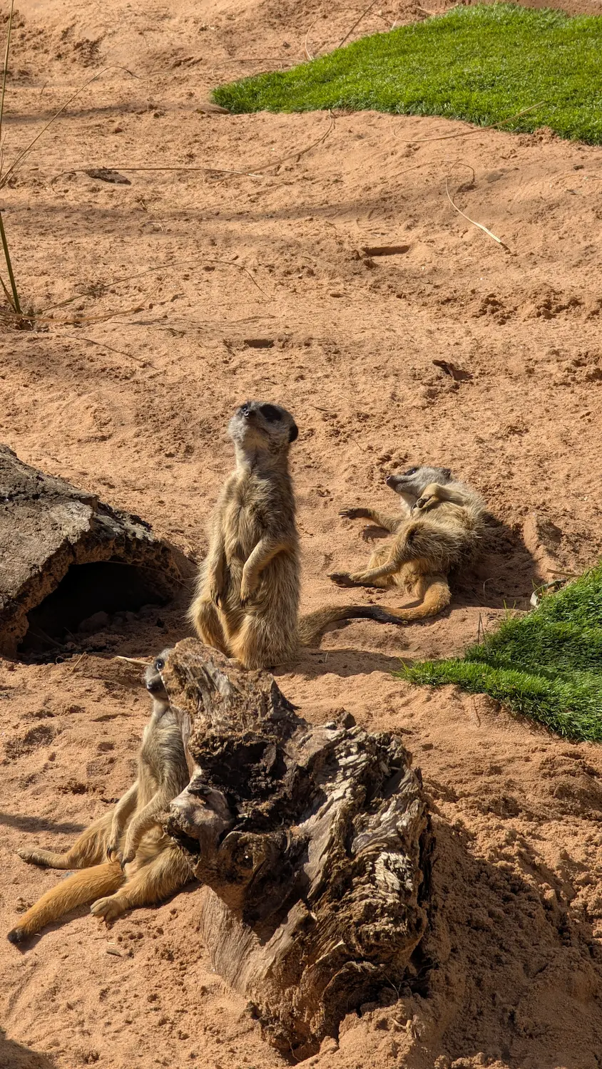 Three meerkats in a sandy habitat; one stands alert while others lounge near a hollow log.