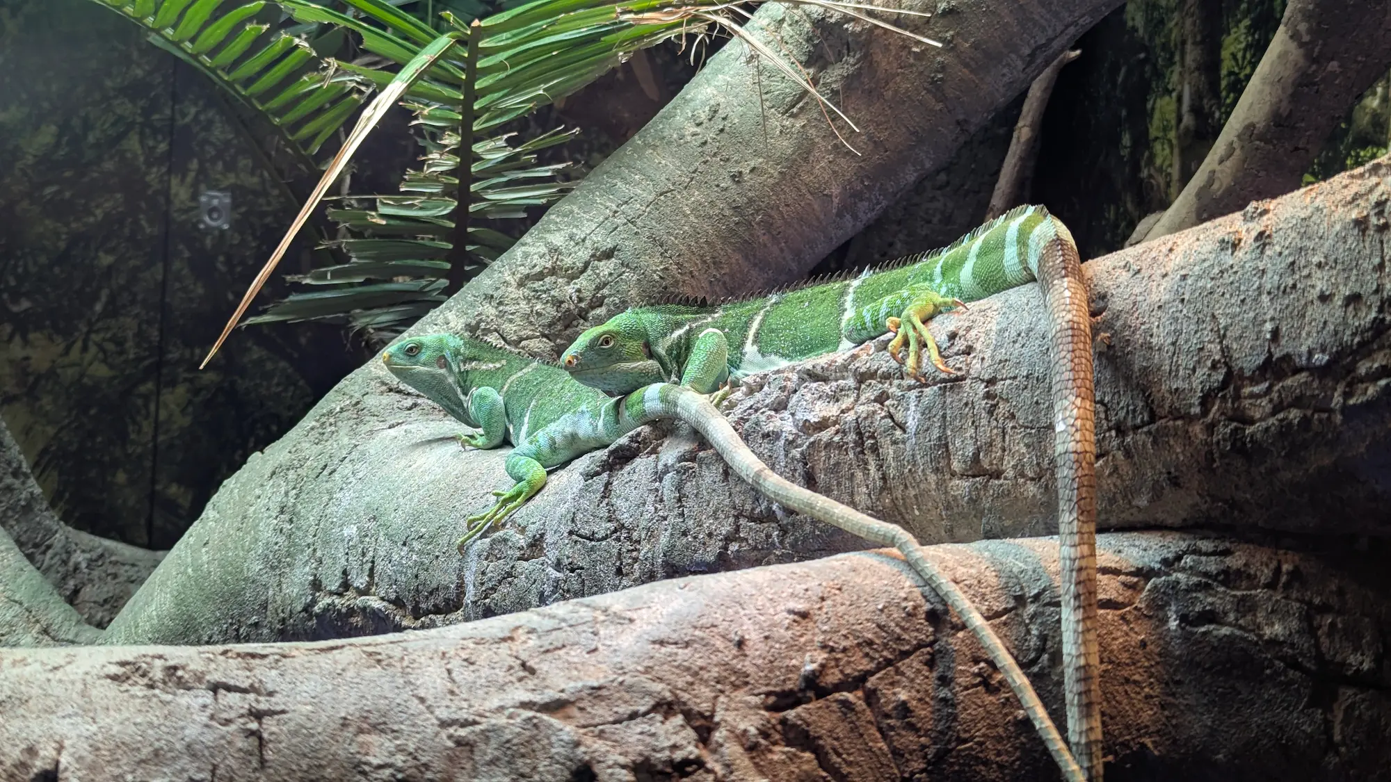 Two bright green Fijian crested iguanas resting together on a large, textured tree limb.