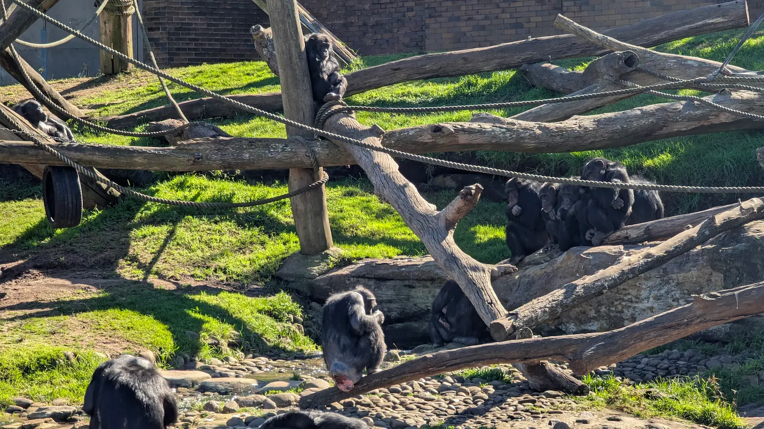 A troop of chimpanzees resting on large wooden climbing structures and rocks in a grassy enclosure.