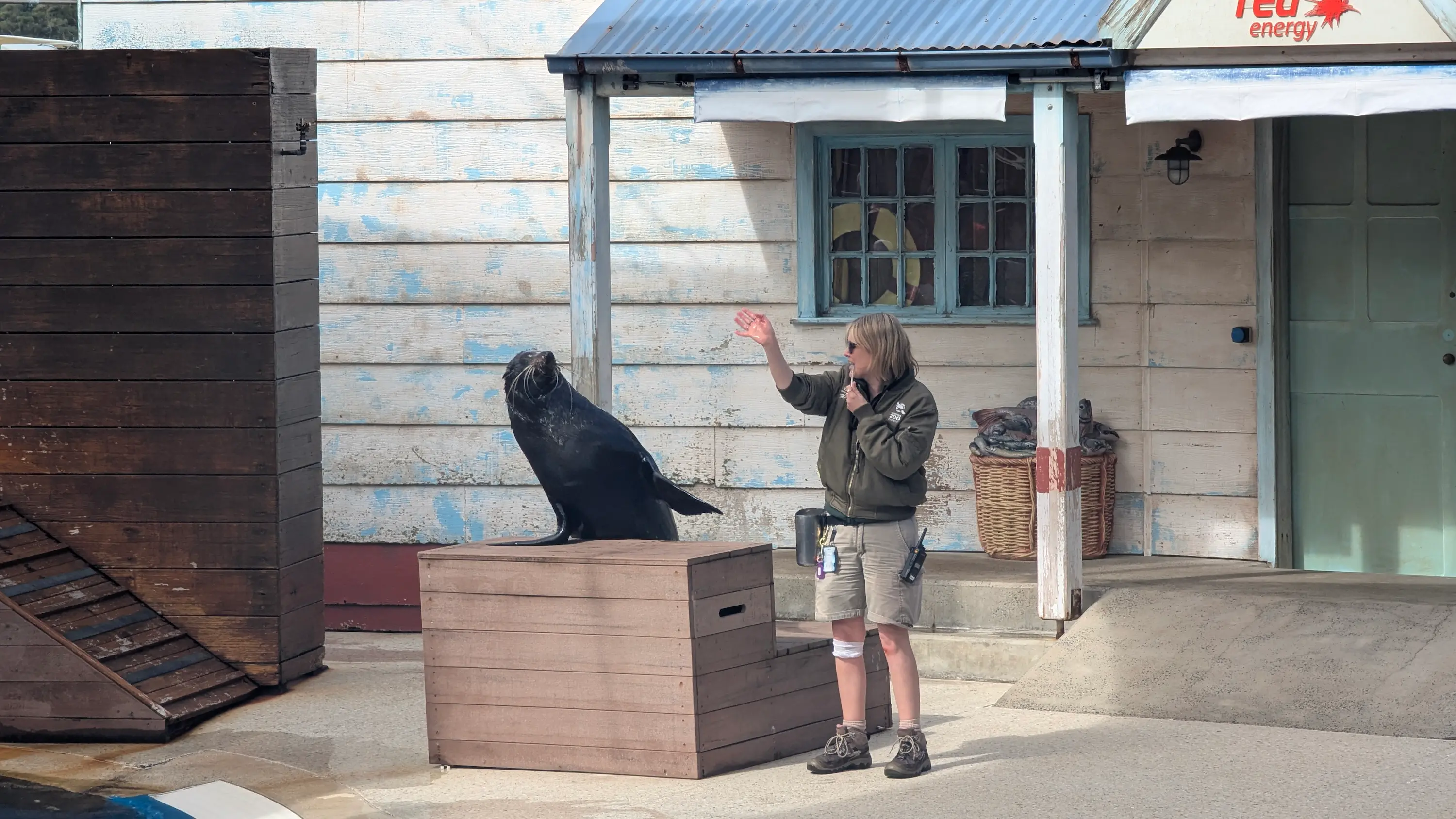 A zookeeper in uniform interacting with a large black seal on a wooden stage during an outdoor presentation.
