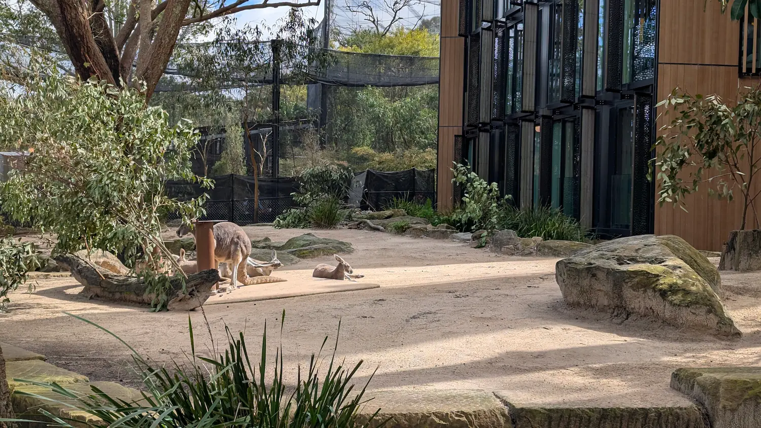 Kangaroos lounging in a sandy, shaded enclosure with large rocks and native eucalyptus trees.