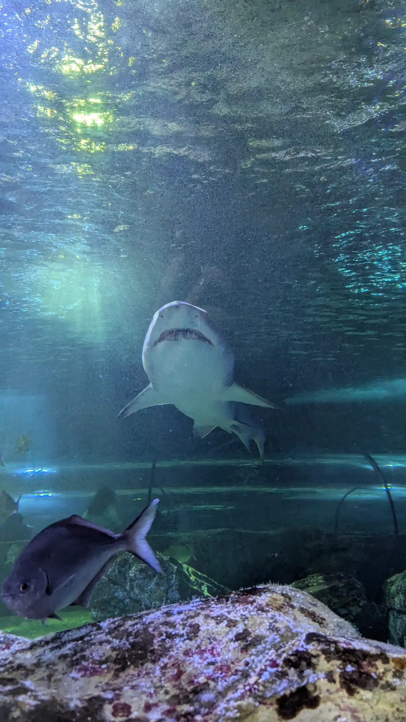 SEA LIFE Sydney Aquarium 1