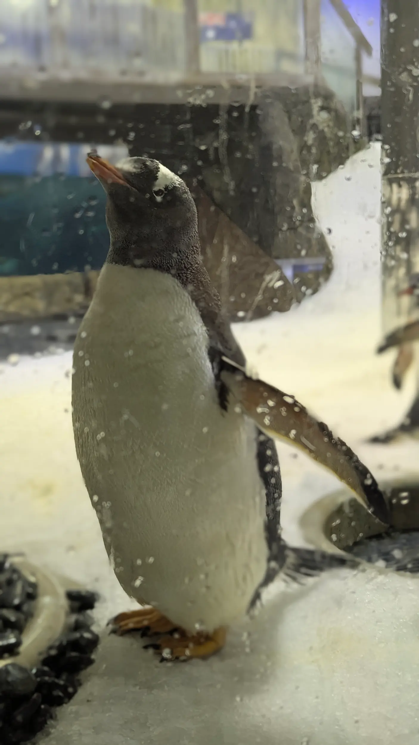 SEA LIFE Sydney Aquarium 6