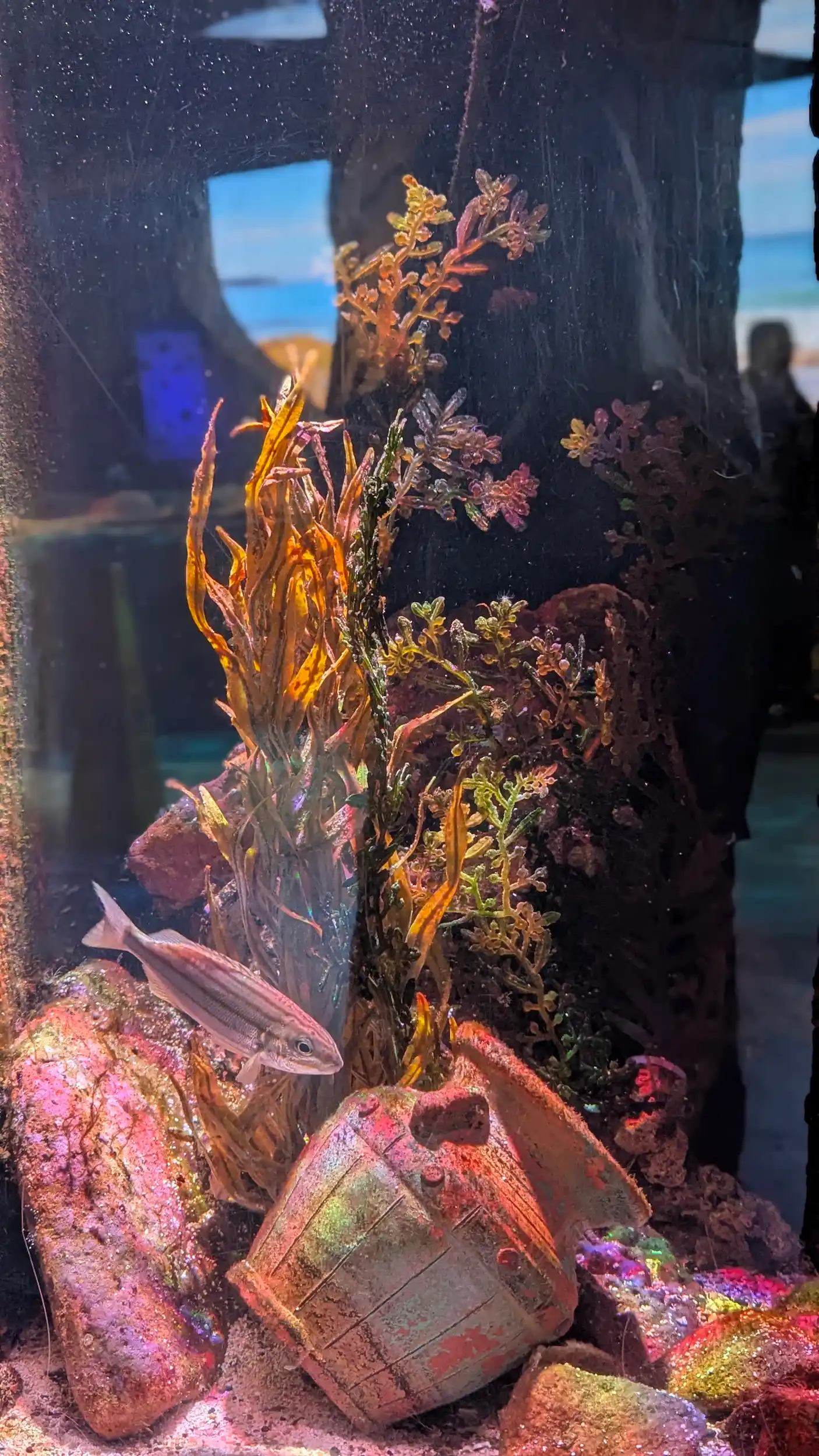 SEA LIFE Sydney Aquarium 7