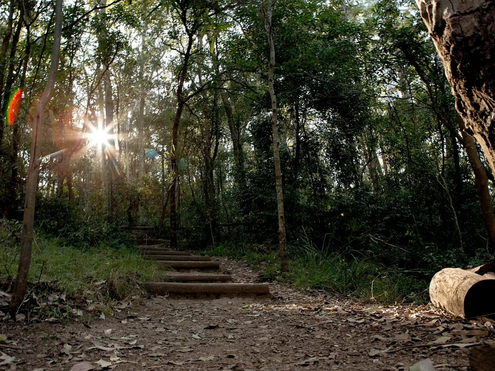 Sunlit forest trail with wooden steps leading upward through dense trees, dirt path suitable for hiking families