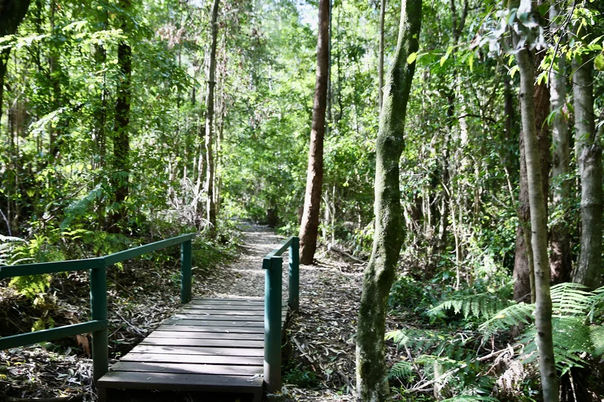 Wooden boardwalk with green railings winds through dense forest canopy with ferns and tall trees, creating a shaded nature trail suitable for families.