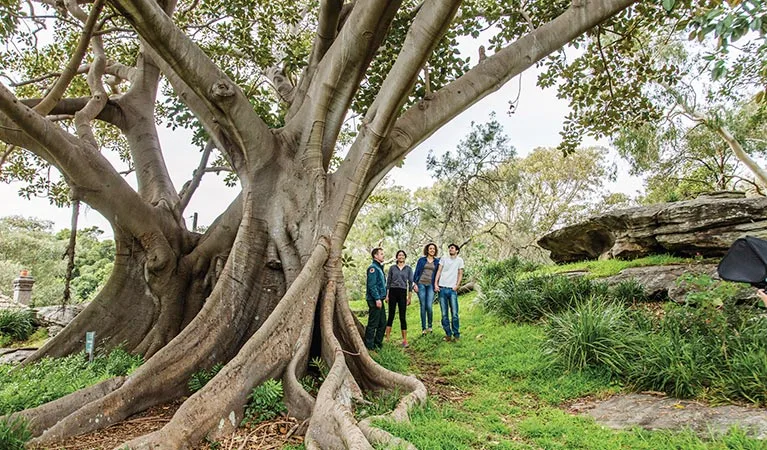 Family of four standing beside a massive fig tree with sprawling buttress roots in a lush green park setting with natural rock formations in the background.