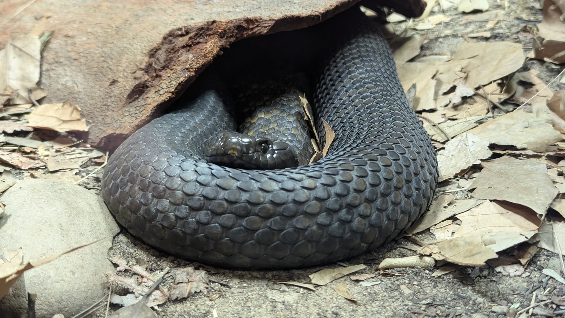 Dark gray snake coiled on natural ground among fallen leaves at wildlife exhibit, displaying distinctive scaled pattern