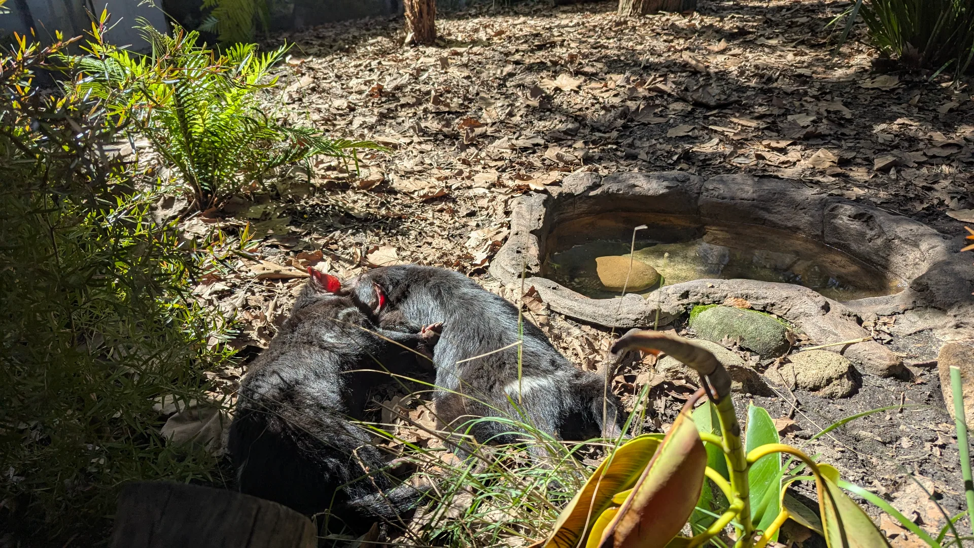 A Tasmanian devil rests on natural ground near a small water feature at WILD LIFE Sydney Zoo, surrounded by native vegetation and rocks.