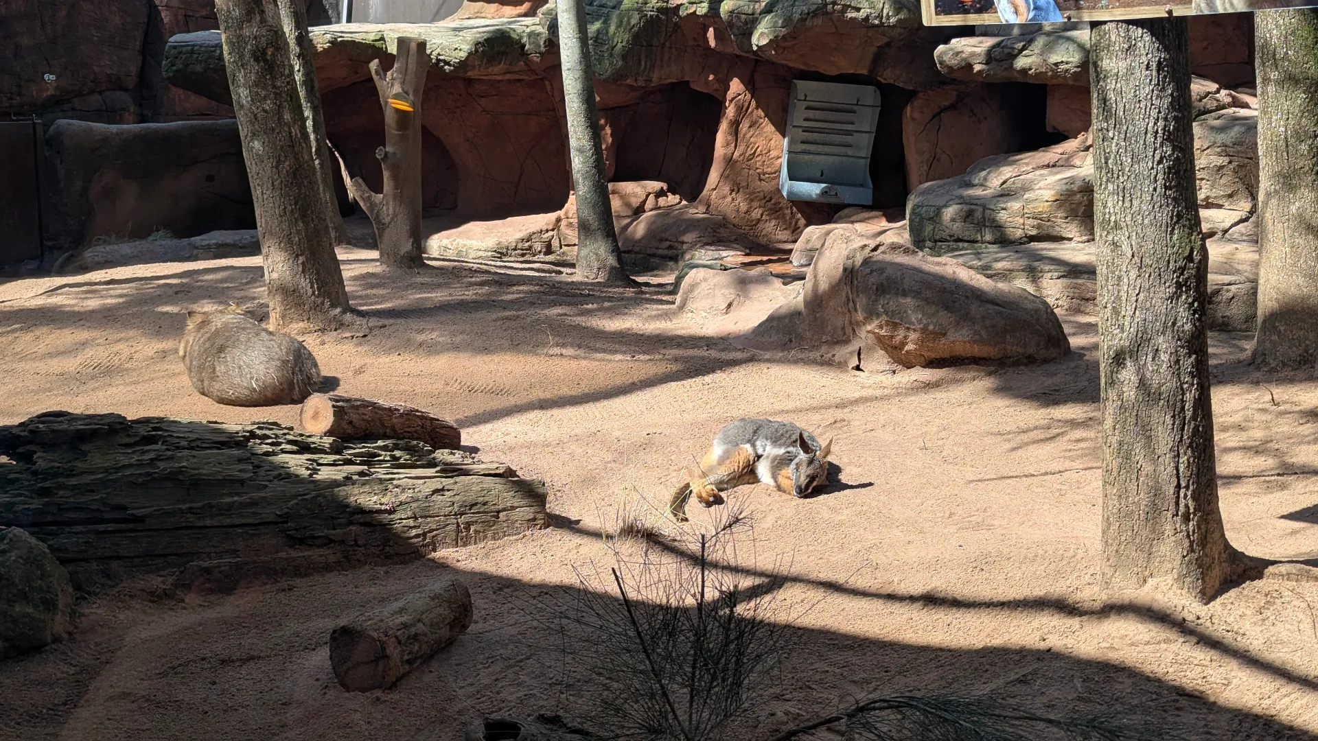 Warthogs resting on sandy ground in a zoo habitat with artificial rock formations, logs, and bare trees providing natural shade and shelter.