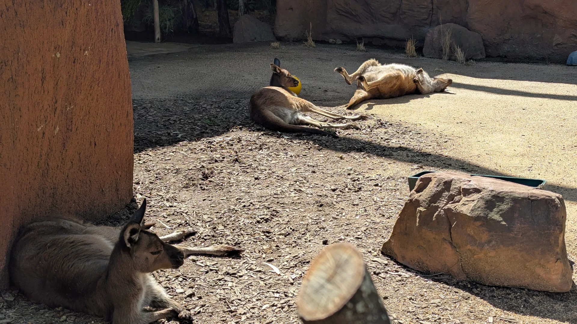 Kangaroos resting on sandy ground in zoo enclosure with rocks and tree trunk, some lying in sunny patches while others seek shade