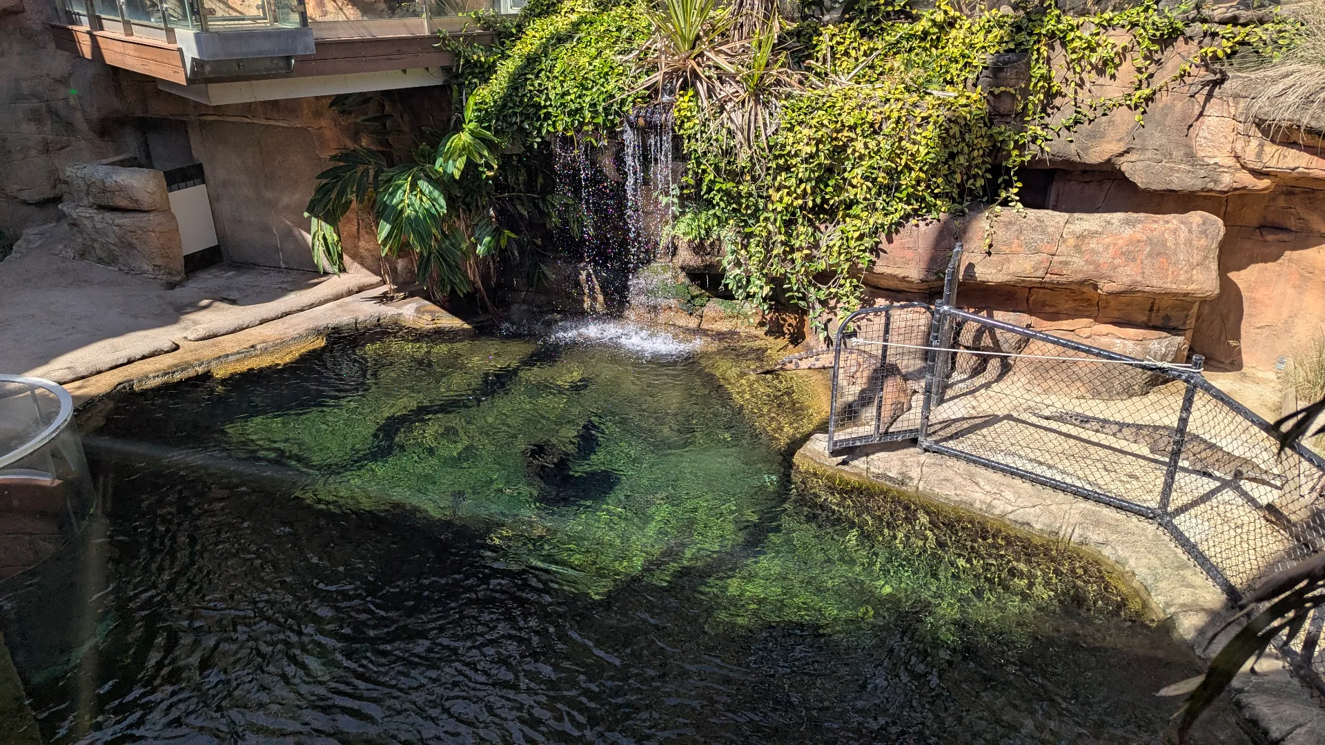 Large crocodiles swimming in naturalistic pond habitat with waterfall, rock formations, and safety railings at wildlife zoo exhibit