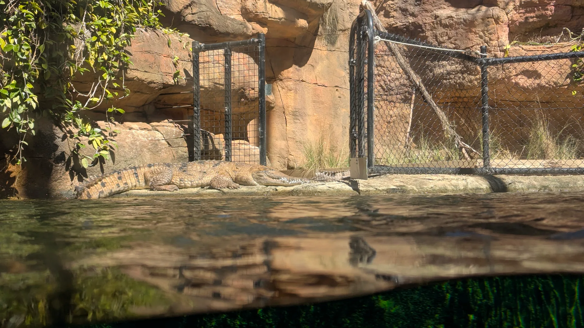 Crocodiles basking on wooden platform beside water at zoo enclosure with safety fencing and rock formations in background